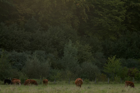 Landschaft mit Rindern